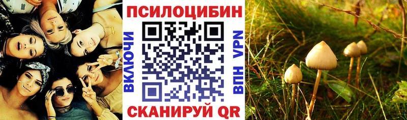 darknet телеграм  хочу   Пугачёв  Галлюциногенные грибы Psilocybine cubensis 